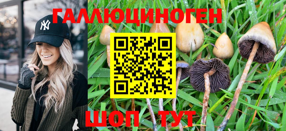 Галлюциногенные грибы Psilocybine cubensis Малгобек